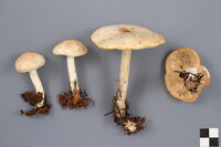 Rhodocollybia maculata image